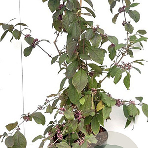 Callicarpa bod. 'Profusion' 60-80 cm 7,5L