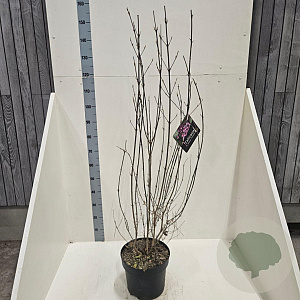 Callicarpa bod. 'Profusion' 100-125 cm 10L