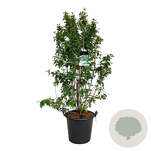 Callicarpa bod. 'Profusion' 170-200 cm cont. 55L extra