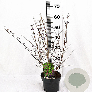 Callicarpa dich. 'Issai' 40-50 cm 3,0L