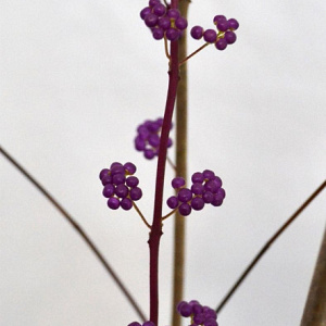 Callicarpa dich. 'Issai' 40-50 cm 3,0L