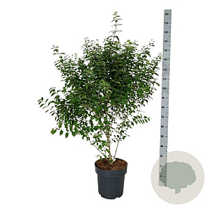 Callicarpa dich. 'Issai' 100-125 cm 15L