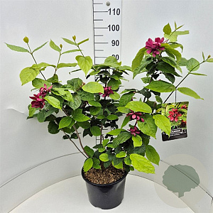 Calycanthus r. 'Hartlage Wine' 80-100 cm 10L