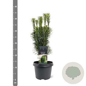 Cephalotaxus h. 'Fastigiata' 30-40 cm 3,0L