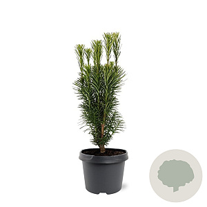 Cephalotaxus h. 'Fastigiata' 30-40 cm 3,0L