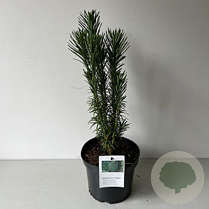Cephalotaxus h. 'Fastigiata' 30-40 cm 3,0L