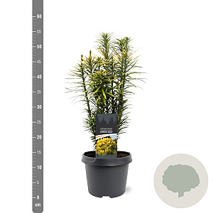 Cephalotaxus h. 'Korean Gold' 30-40 cm 3,0L