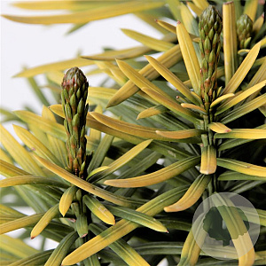 Cephalotaxus h. 'Korean Gold' 30-40 cm 3,0L