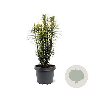 Cephalotaxus h. 'Korean Gold' 30-40 cm 3,0L