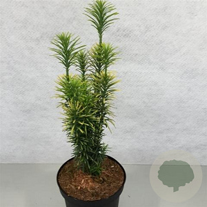 Cephalotaxus h. 'Korean Gold' 30-40 cm 3,0L