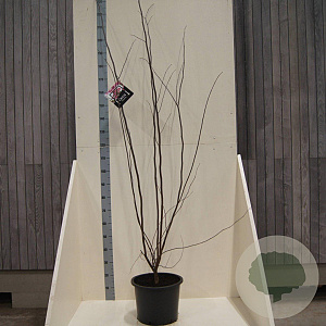 Cercis canadensis 175-200 cm 20L meerstammig