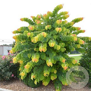 Cercis can. 'JN2' 200-250 cm 15L