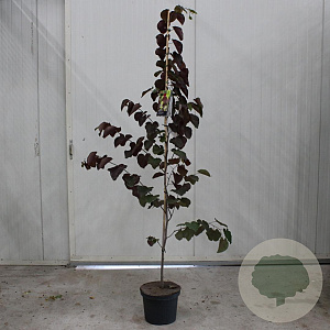 Cercis can. 'Merlot' 175-200 cm 10L geveerd