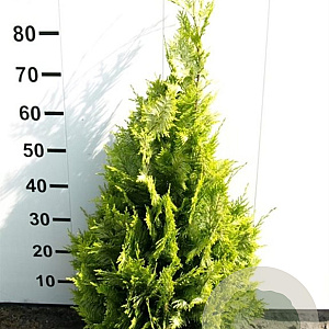Chamaecyparis l. 'Ivonne' 80-100 cm met kluit