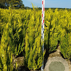 Chamaecyparis l. 'Ivonne' 120-140 cm met kluit