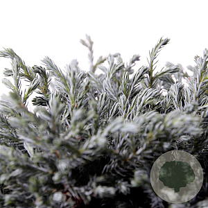 Chamaecyparis p. 'Blue Moon' 20-25 cm 3,0L