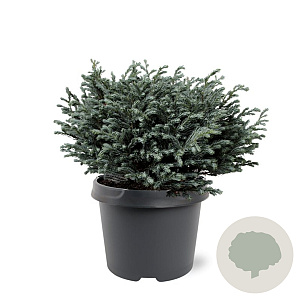 Chamaecyparis p. 'Blue Moon' 20-25 cm 3,0L