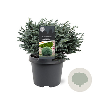 Chamaecyparis p. 'Blue Moon' 20-25 cm 3,0L