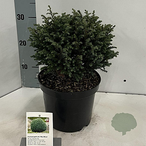 Chamaecyparis p. 'Blue Moon' 20-25 cm 3,0L