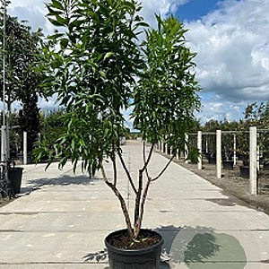 Chitalpa tashk. 'Minsum' 150-175 cm 10L meerstammig