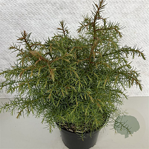 Cryptomeria j. 'Elegans' 30-40 cm 3,0L