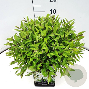 Deutzia gracilis 'Nikko' 40-50 cm 10L