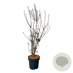 Enkianthus camp. 'Pagode' 100-125 cm 15L