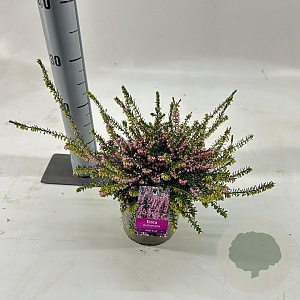 Erica darl. 'Ghost Hills' 15-20 cm P15