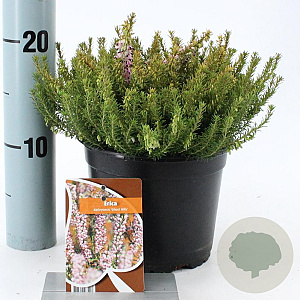 Erica darl. 'Ghost Hills' 15-20 cm P15