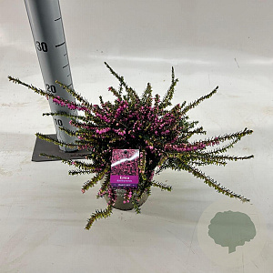 Erica darl. 'Kramer's Rote' 15-20 cm P15