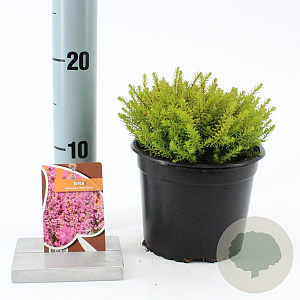 Erica darl. 'Mary Helen' 15-20 cm P15