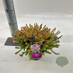 Erica darl. 'Mary Helen' 15-20 cm P15