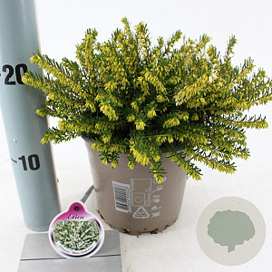 Erica darl. 'White Perfection' 15-20 cm P15