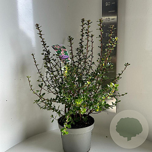 Escallonia 'Apple Blossom' 50-60 cm 5,0L