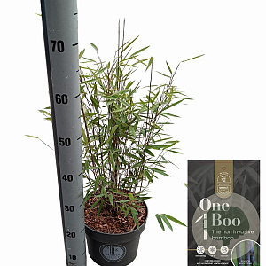 Fargesia 'Black Dragon' 60-80 cm 5,0L