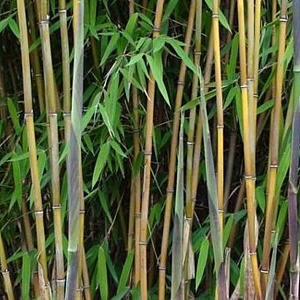 Fargesia nitida 'Great Wall' 100-125 cm 40L solitair