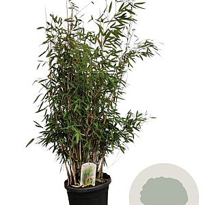 Fargesia nitida 'Volcano' 100-125 cm 15L