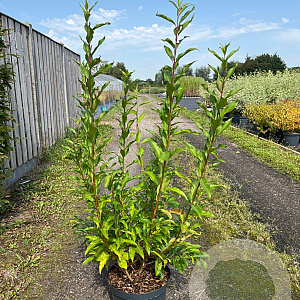 Forsythia int. 'Spectabilis' 80-100 cm 10L
