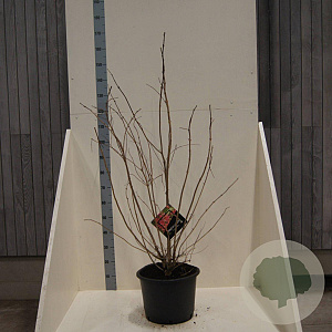 Heptacodium miconioides 100-125 cm 20L meerstammig