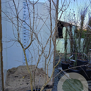 Heptacodium miconioides 200-225 cm cont. 90L solitair