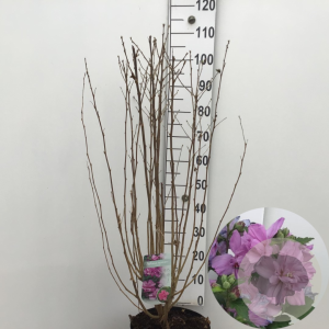 Hibiscus syr. 'Ardens' 80-100 cm 12L