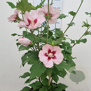 Hibiscus syr. 'Hamabo' 40-60 cm 5,0L