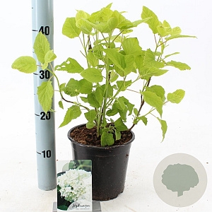 Hydrangea a. 'Annabelle' 20-25 cm 2,0L