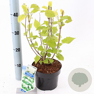 Hydrangea a. 'Annabelle' 20-25 cm 2,0L