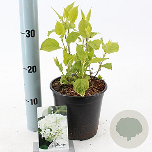 Hydrangea a. 'Annabelle' 20-25 cm 2,0L