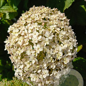 Hydrangea a. Bellarag. Blanchetta 15-20 cm 5,0L