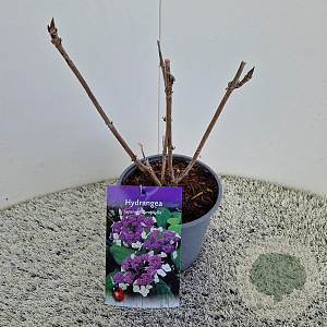 Hydrangea asp. 'Macrophylla' 40-45 cm 2,5L