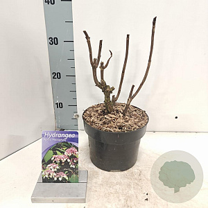 Hydrangea asp. 'Macrophylla' 40-60 cm 7,5L