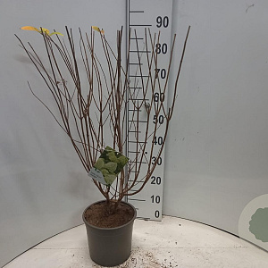 Hydrangea pan. 'Limelight' 30-40 cm 5,0L