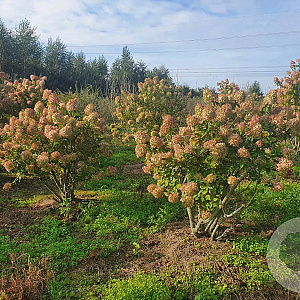 Hydrangea pan. 'Limelight' 150-175 cm draadkluit struik